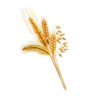 麦穗手绘图麦穗元素丰收农作物PNG素材